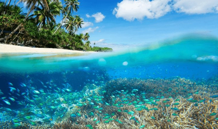 ハワイ州でサンゴに悪影響を与える日焼け止めの販売が本格的に禁止に！ - LA VIE STELLA